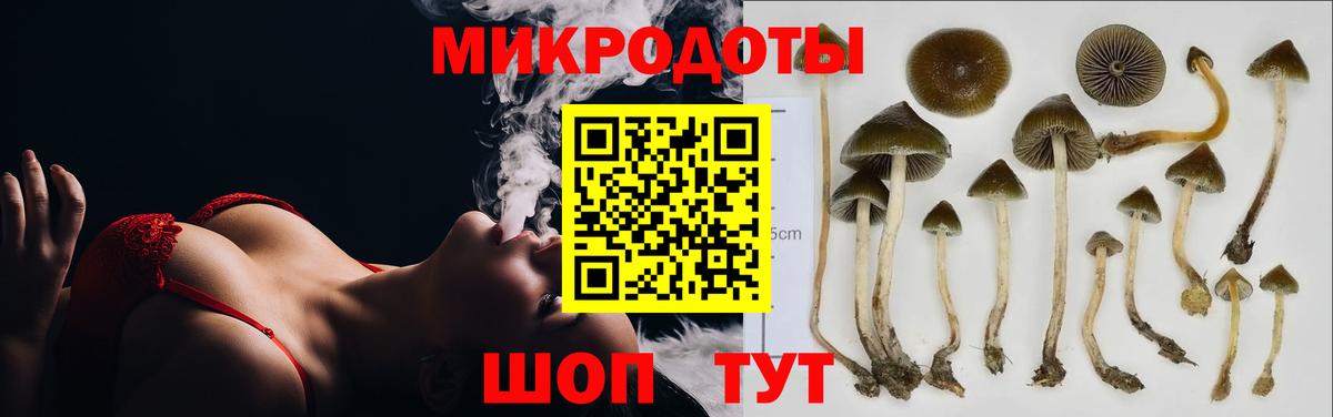 Галлюциногенные грибы Psilocybine cubensis Красноармейск